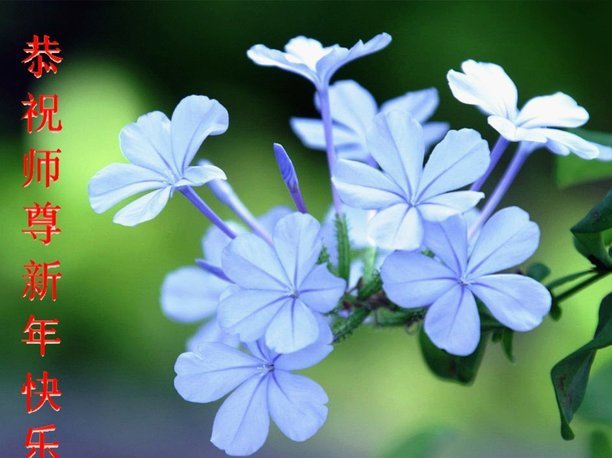 套花呗能干嘛