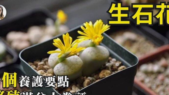 携程拿去花怎么自己套出来