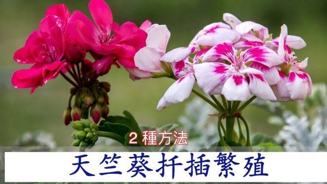 携程拿去花怎么自己套出来