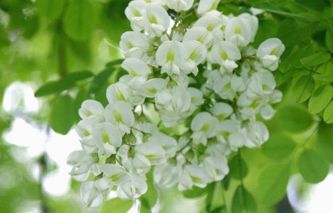 花能取现：真假与价值解读