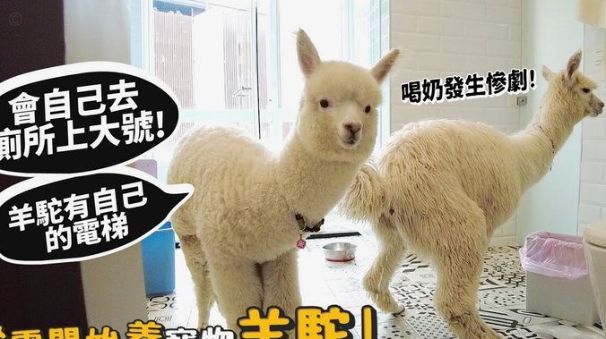 羊小咩购物额度锁定了