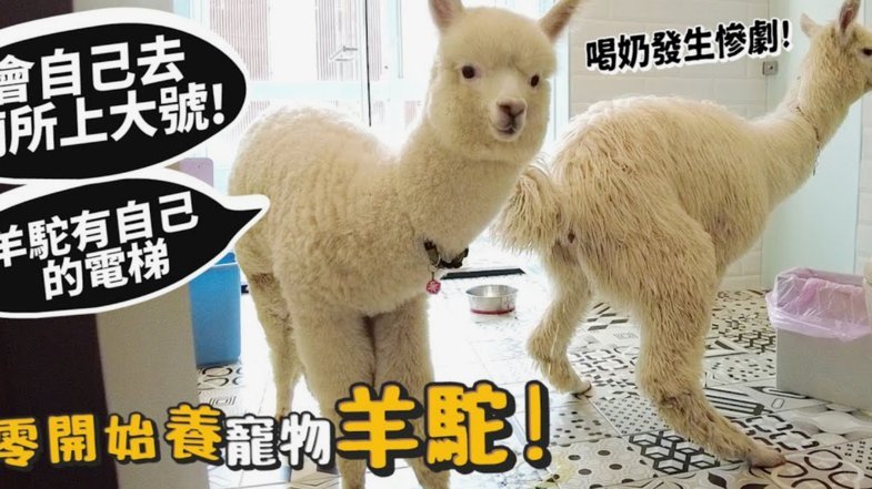 羊小咩额度获取全攻略