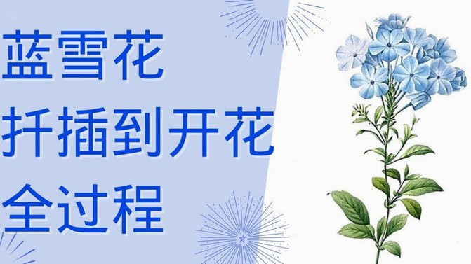 花呗判定怎样的行为是套