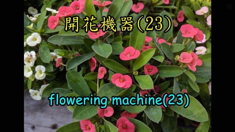套花呗容易被发现吗