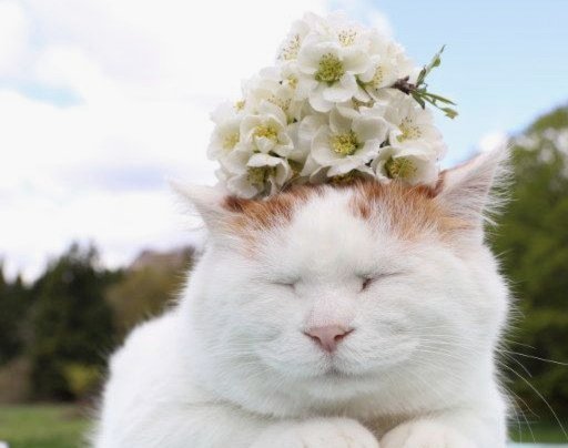 花呗的猫腻