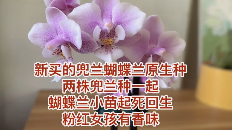 花呗出现问题怎么解决