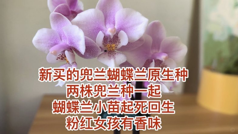 拿去花取现为何不见秒到揭秘